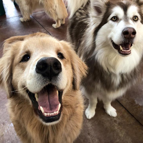 Two happy dogs smile while standing indoors